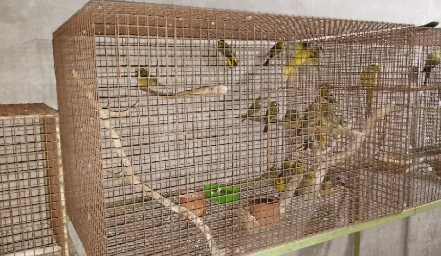 contrabando de aves 4