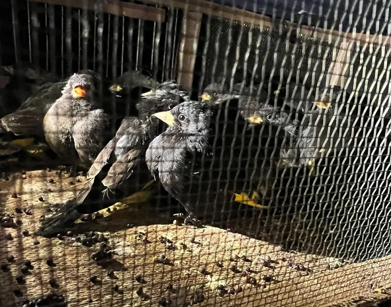 contrabando de aves 2