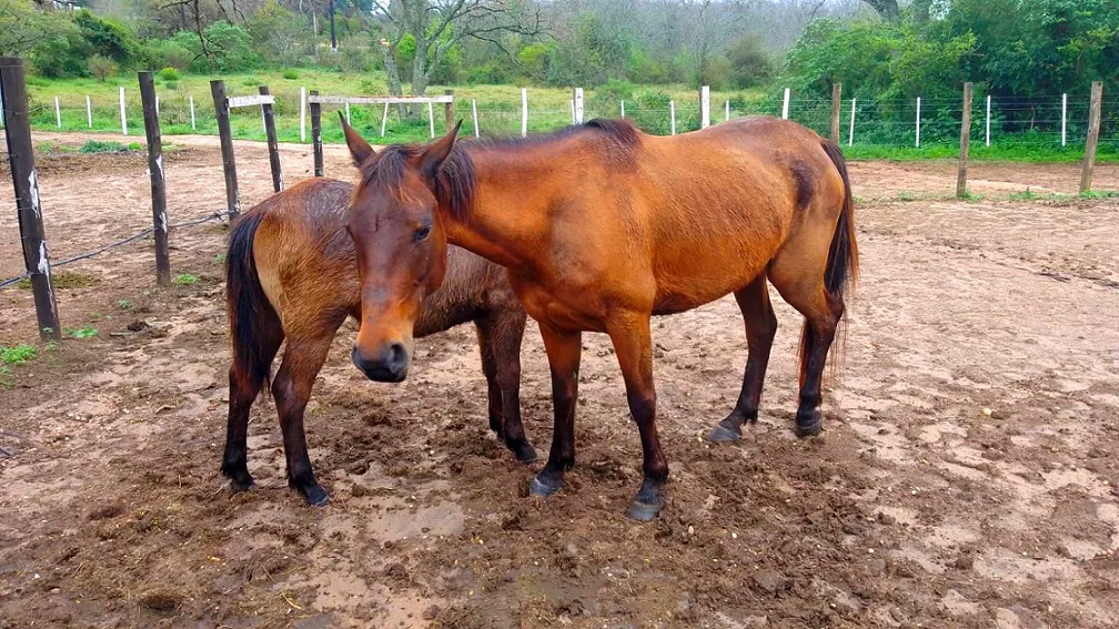 OPERATIVOS - TRACCIÓN A SANGRE - MALTRATO ANIMAL (10)