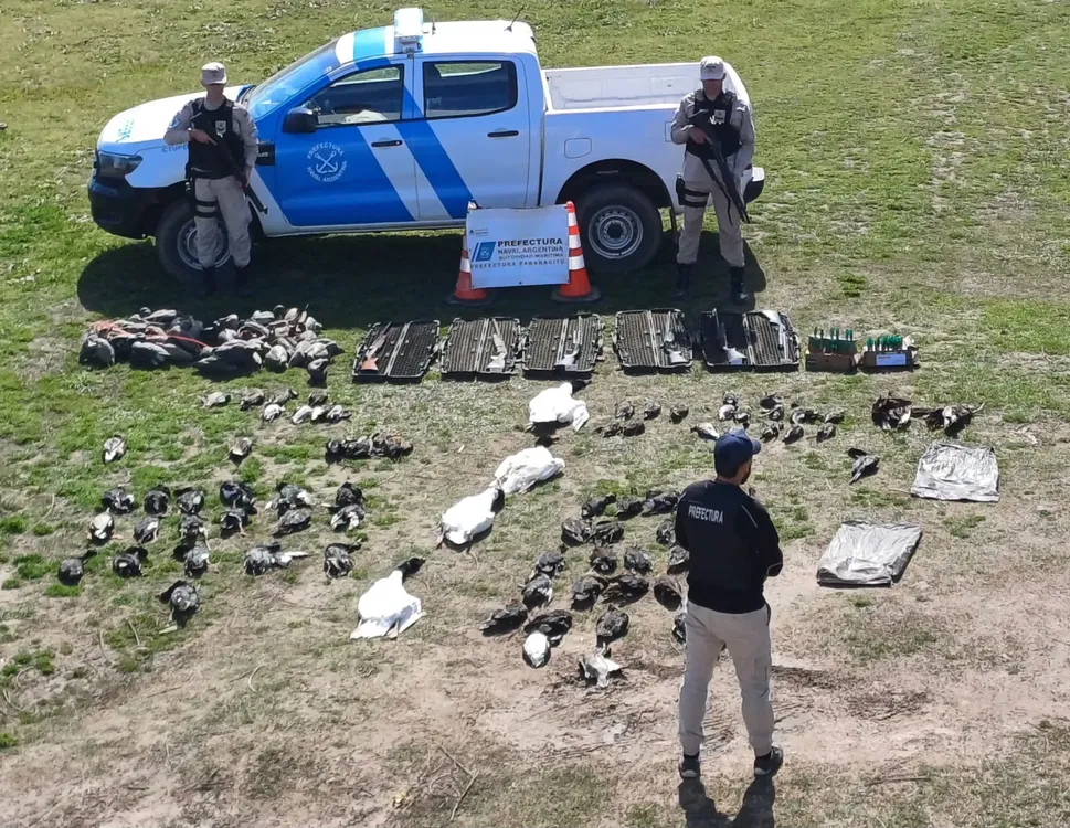 furtivos-cisnes-cuello-negro-1