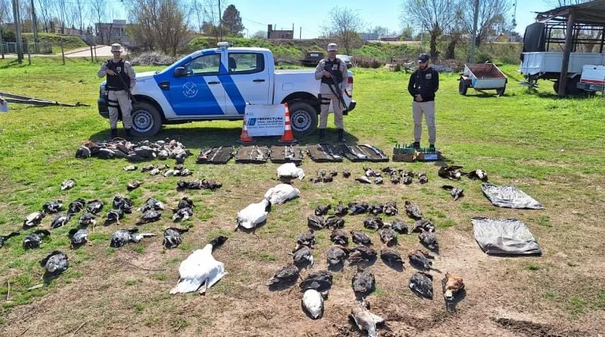 furtivos-cisnes-cuello-negro-4
