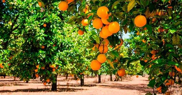 industria-citricultura
