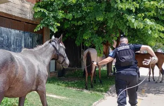 Secuestro equinos 2
