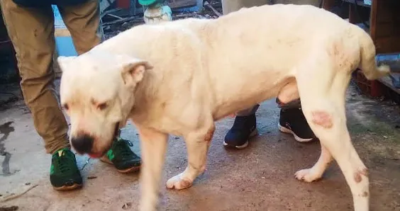 maltrato animal