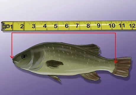 PECES CARU 2