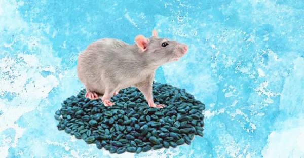 veneno para ratas