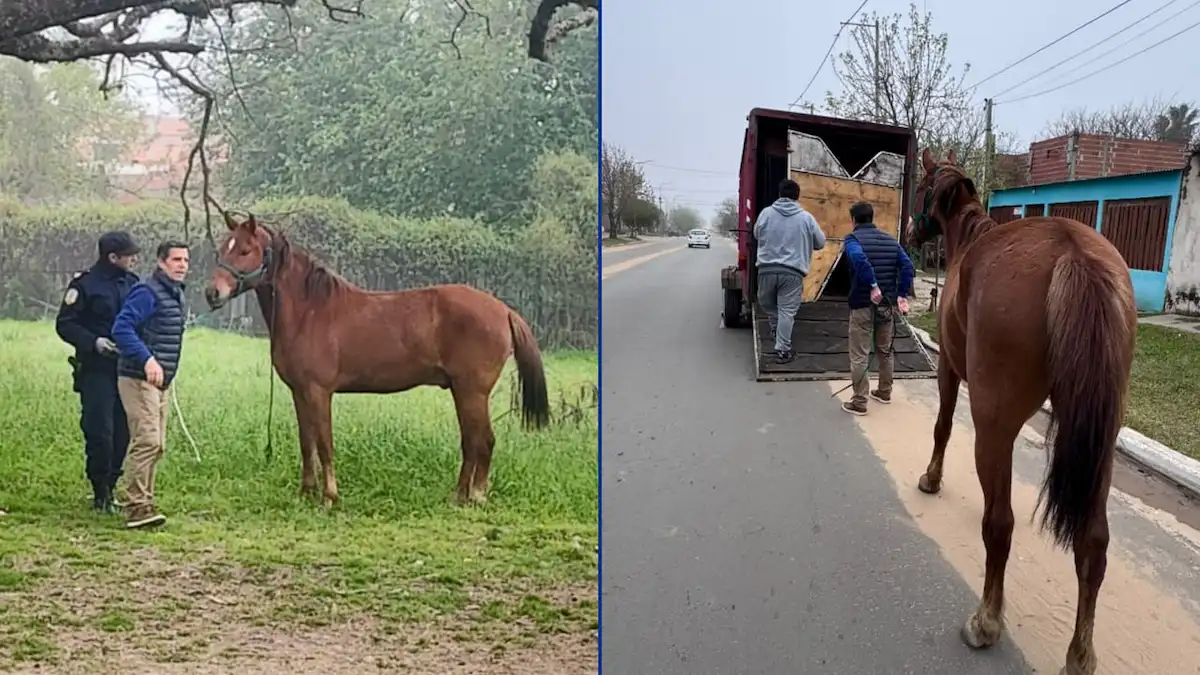 Retuvieron un caballo que estaba suelto en la vía pública - Diario El Enfoque Concordia