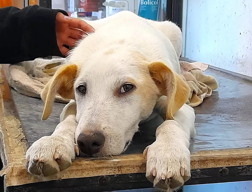 Veterinaria Municipal - Diario El Enfoque Concordia