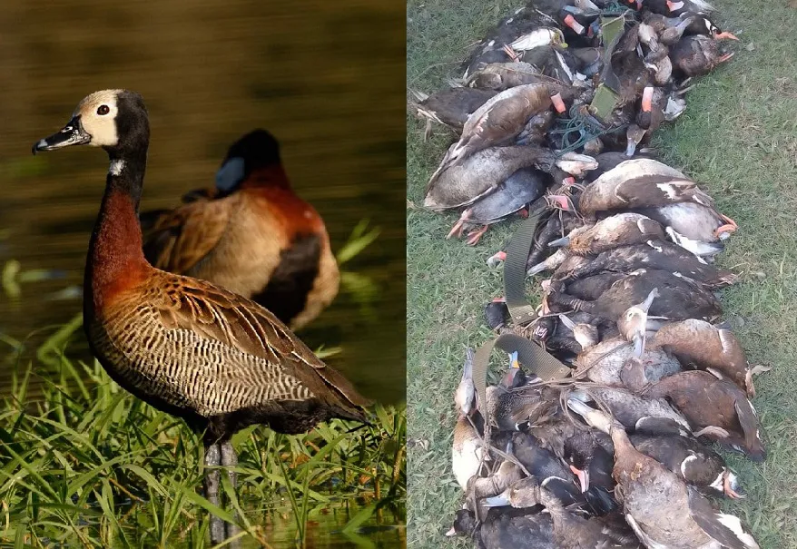 Caza fauna autóctona_1