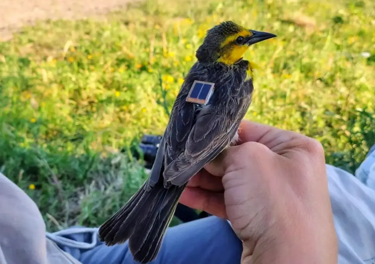 Tordo amarillo - Diario El Enfoque Concordia