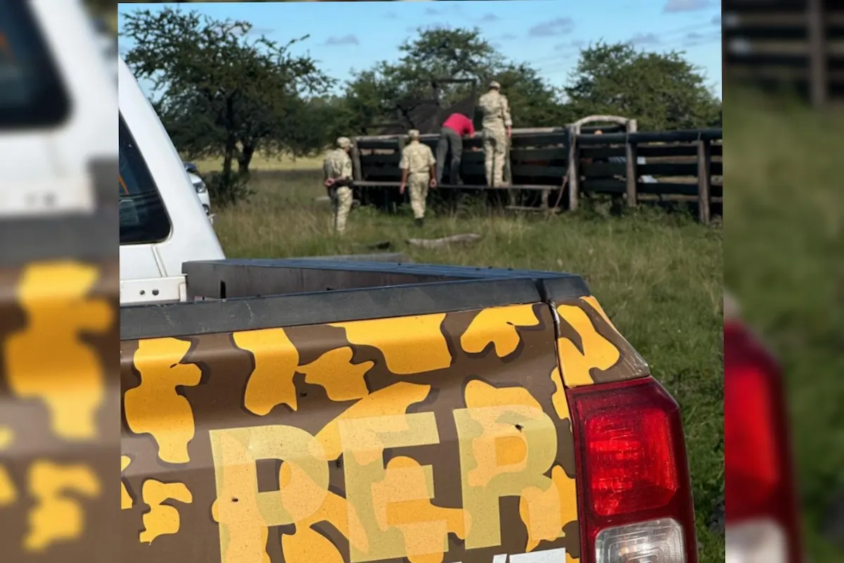 secuestro de terneros en federacion-abieato-diario el enfoque concordia
