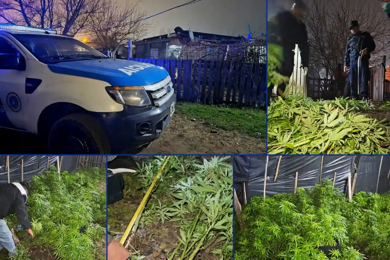 Secuestro de 255 plantas de marihuana en Concoria - Diario El Enfoque