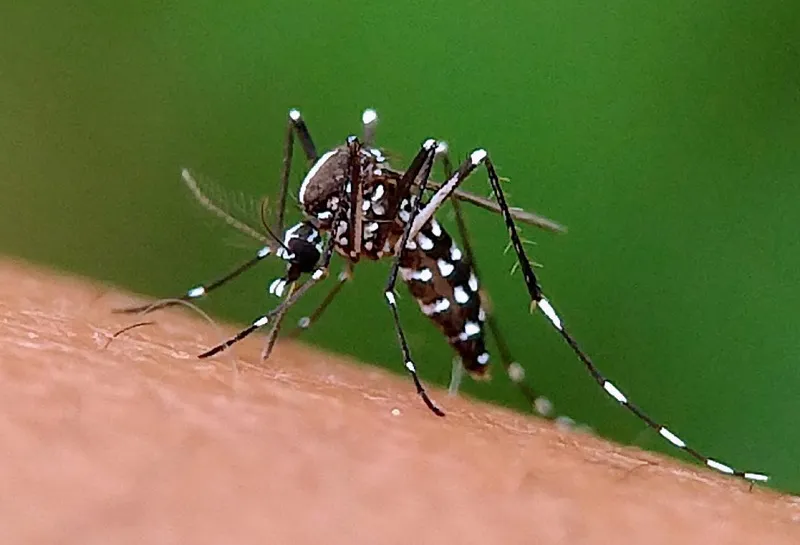 dengue mosquito
