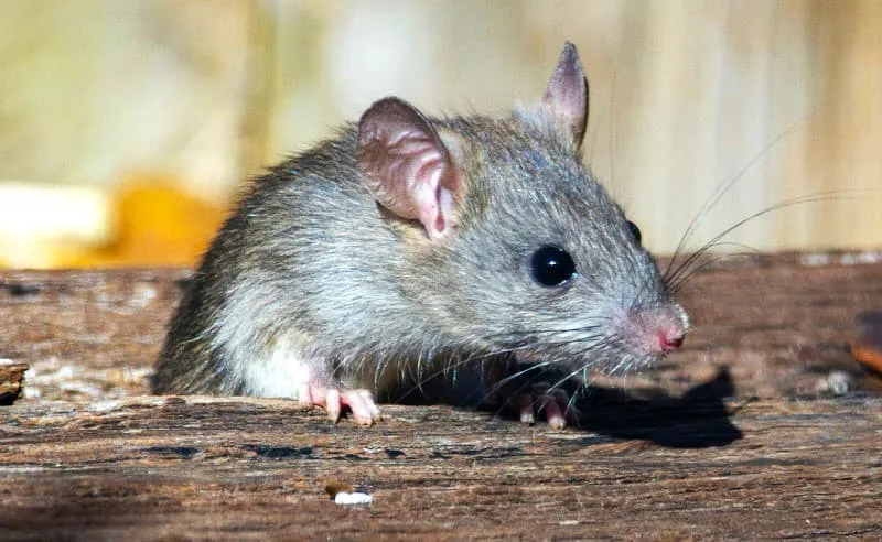 ratas (1)