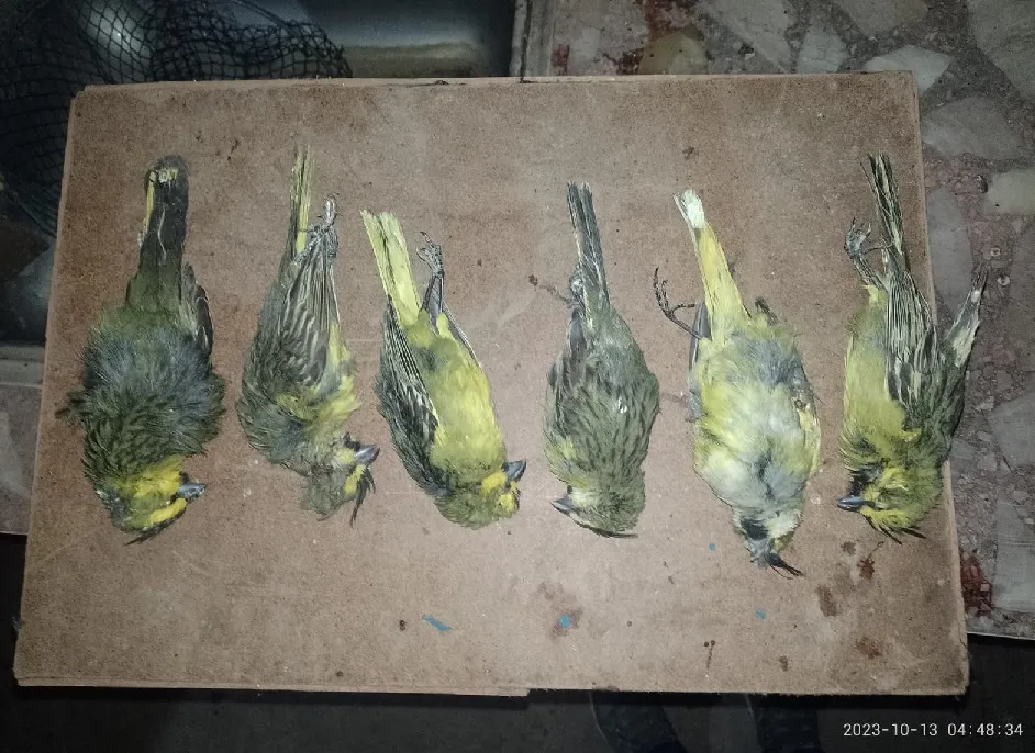 contrabando de aves 3