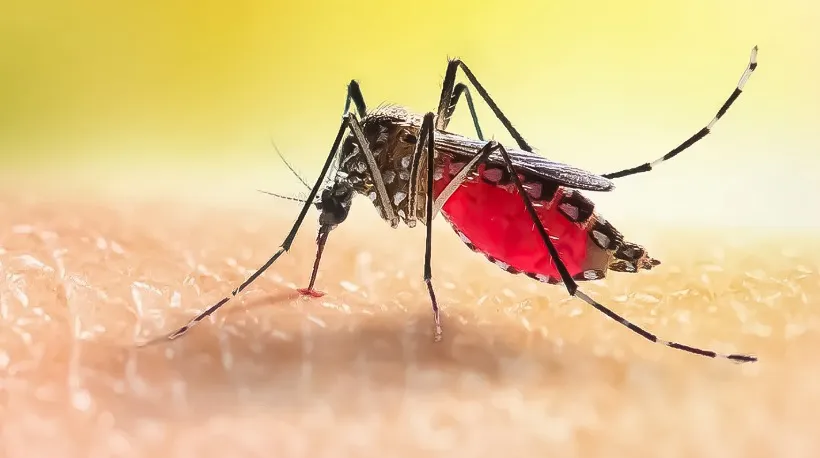 mosquito, dengue