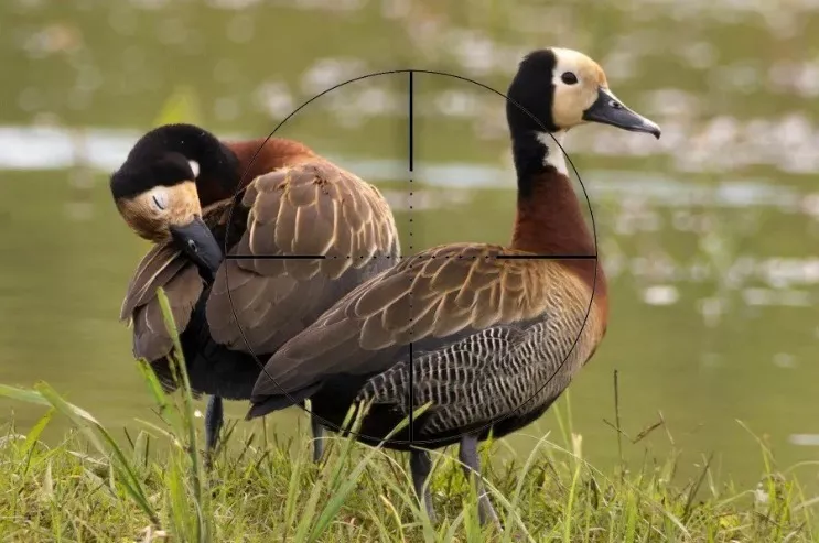 Caza de aves