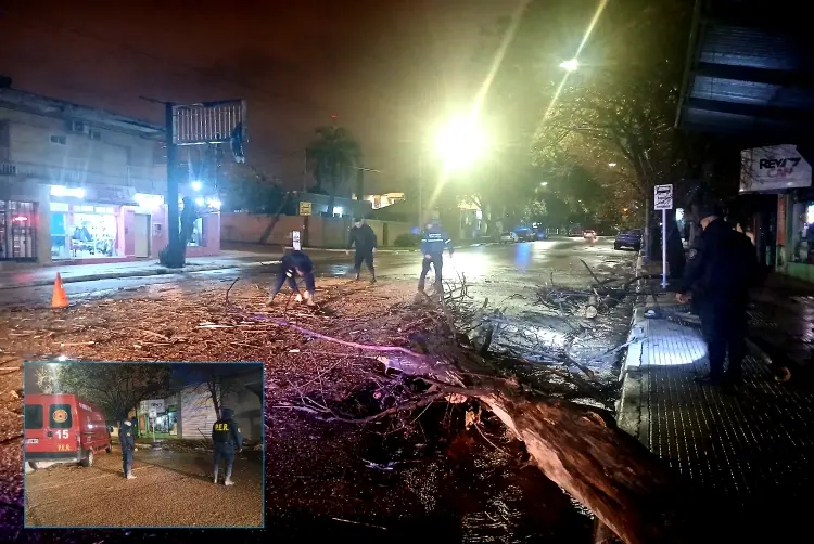 caida de arbol
