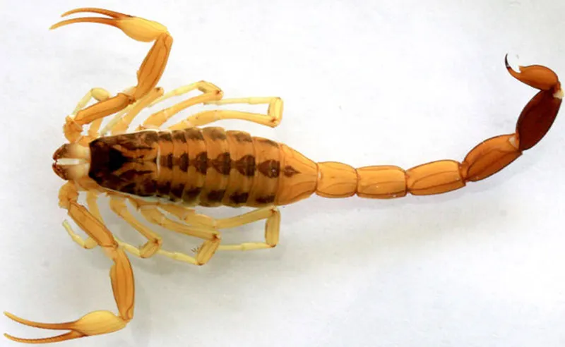 alacrán, alacranes