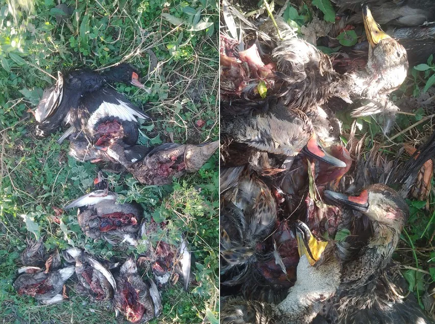 patos 1