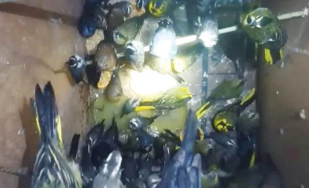 tráfico de aves