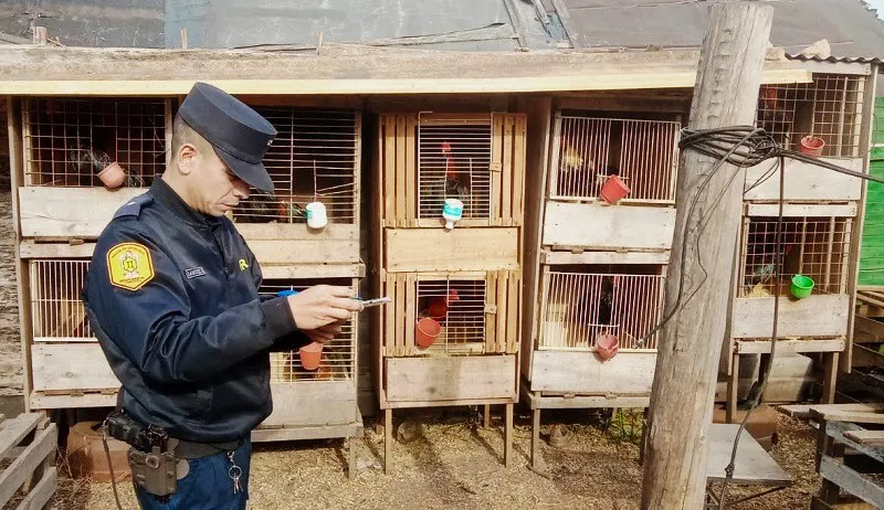 RIÑAS DE GALLOS (3)