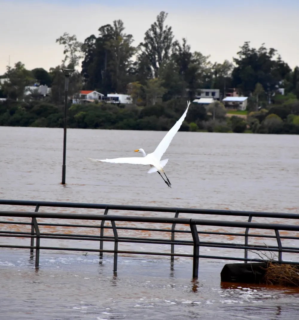 CRECIENTE - RÍO - CONCORDIA (1)