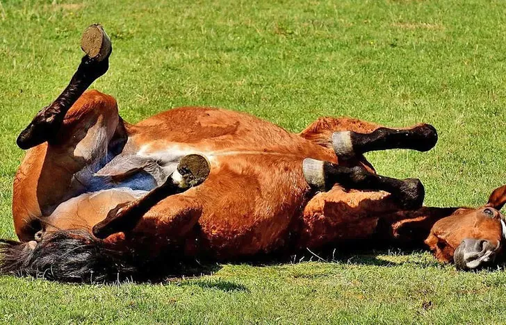 caballo 1