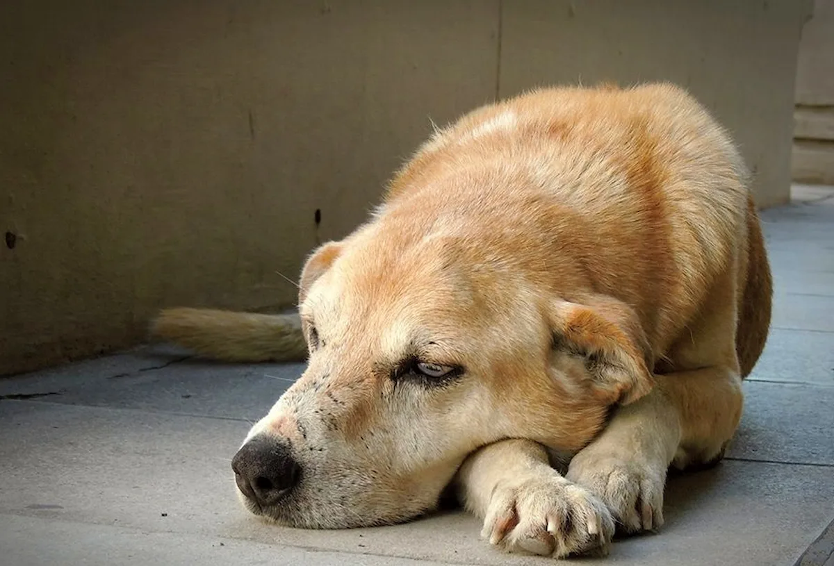 Simón Concordia - Diario El Enfoque