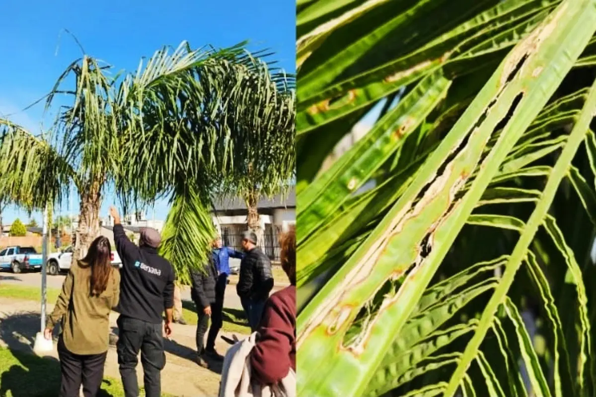 Picudo rojo de las palmeras - Diario El Enfoque Concordia