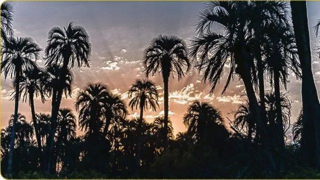 Parque Nacional El Palmar