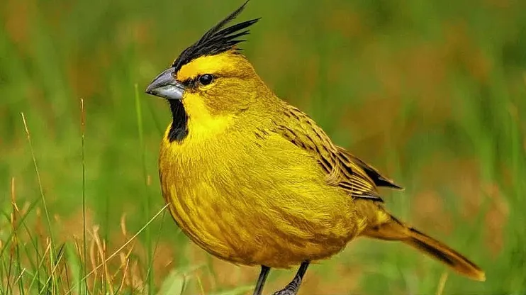 cardenal amarillo