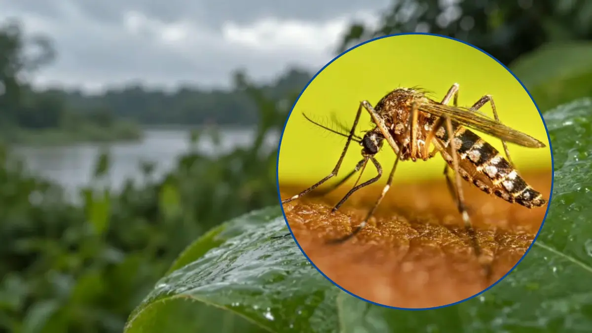 Dengue - el niño - Diario El Enfoque