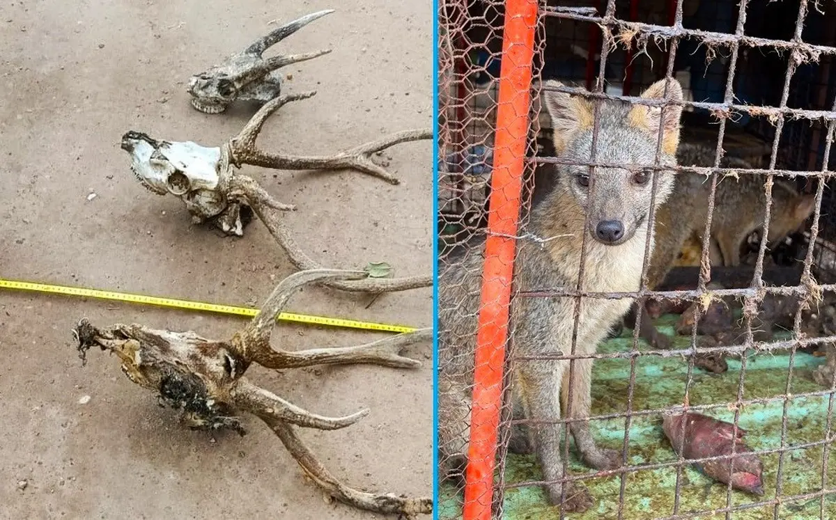 Allanamientos en Colón - Diario El Enfoque Concordia