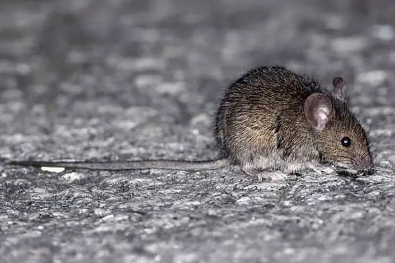 Rata