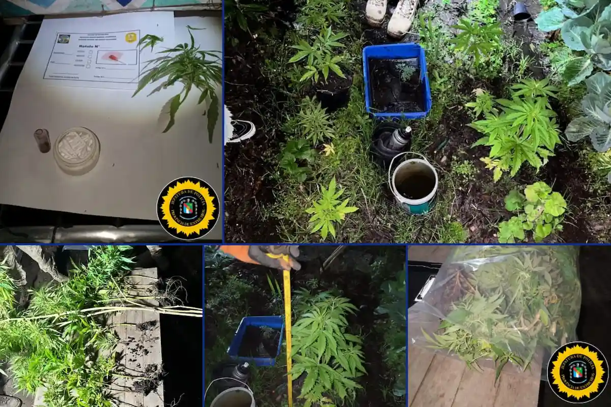 Secuestro de marihuana en una causa por abigeato - Diario El Enfoque Concordia