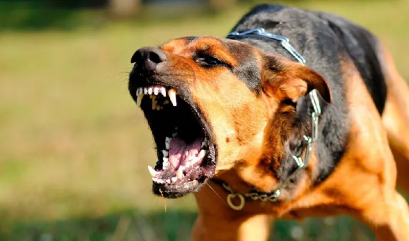 perros potencialmente peligrosos