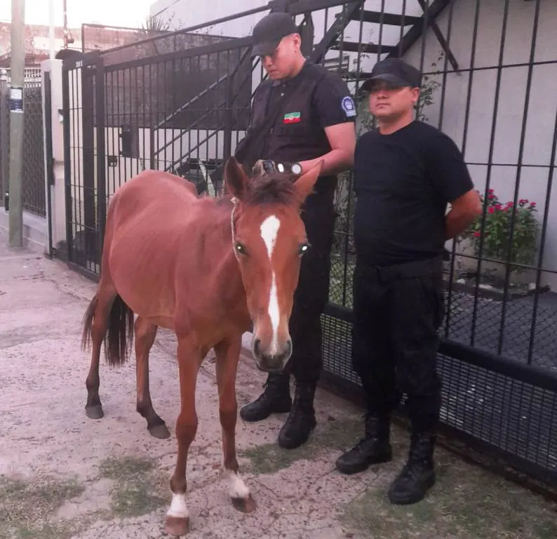 Equino 1
