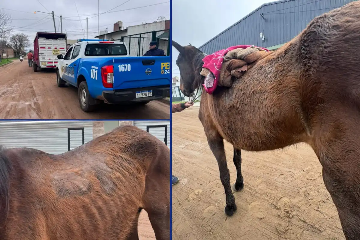 Un caballo con signos de maltrato fue retirado de la vía pública en Concordia - Diario El Enfoque
