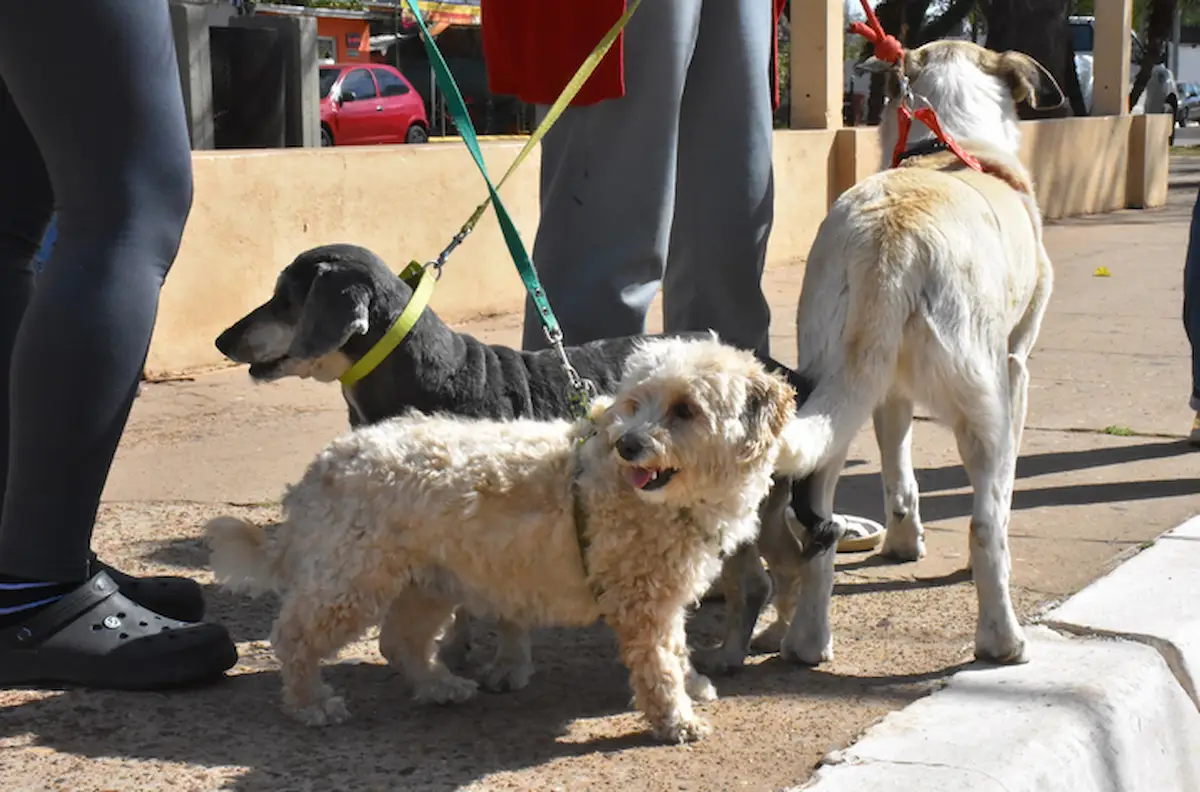 Vacunación - Mascotas - Diario El Enfoque Concordia