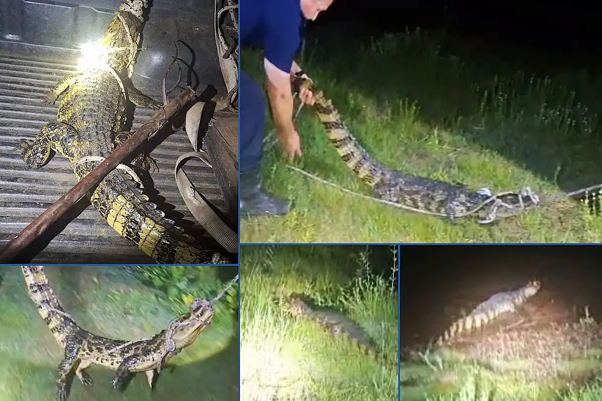 Rescataron y liberaron un yacaré negro hallado sobre la ruta de acceso a Benito Legerén - Concordia - Diario El Enfoque