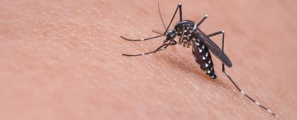 mosquito, dengue