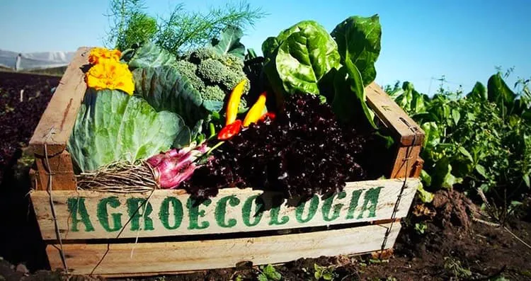 Agroecología (1)