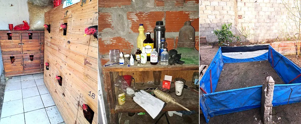 RIÑAS DE GALLOS (2)