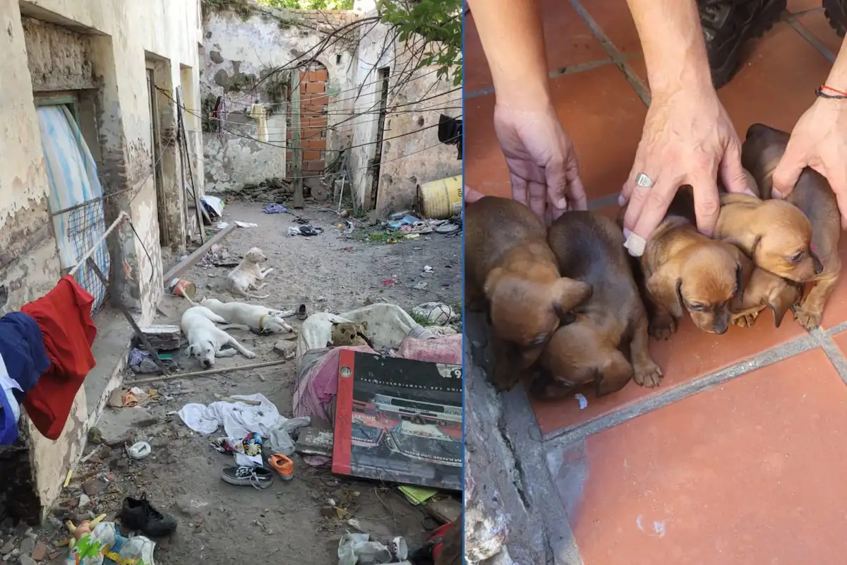 Secuestro de perros - Maltrato animal - Diario El Enfoque