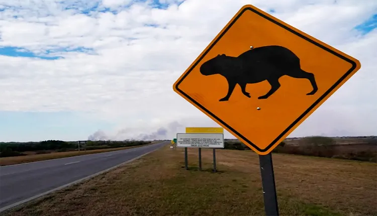 fauna puente rosario victoria