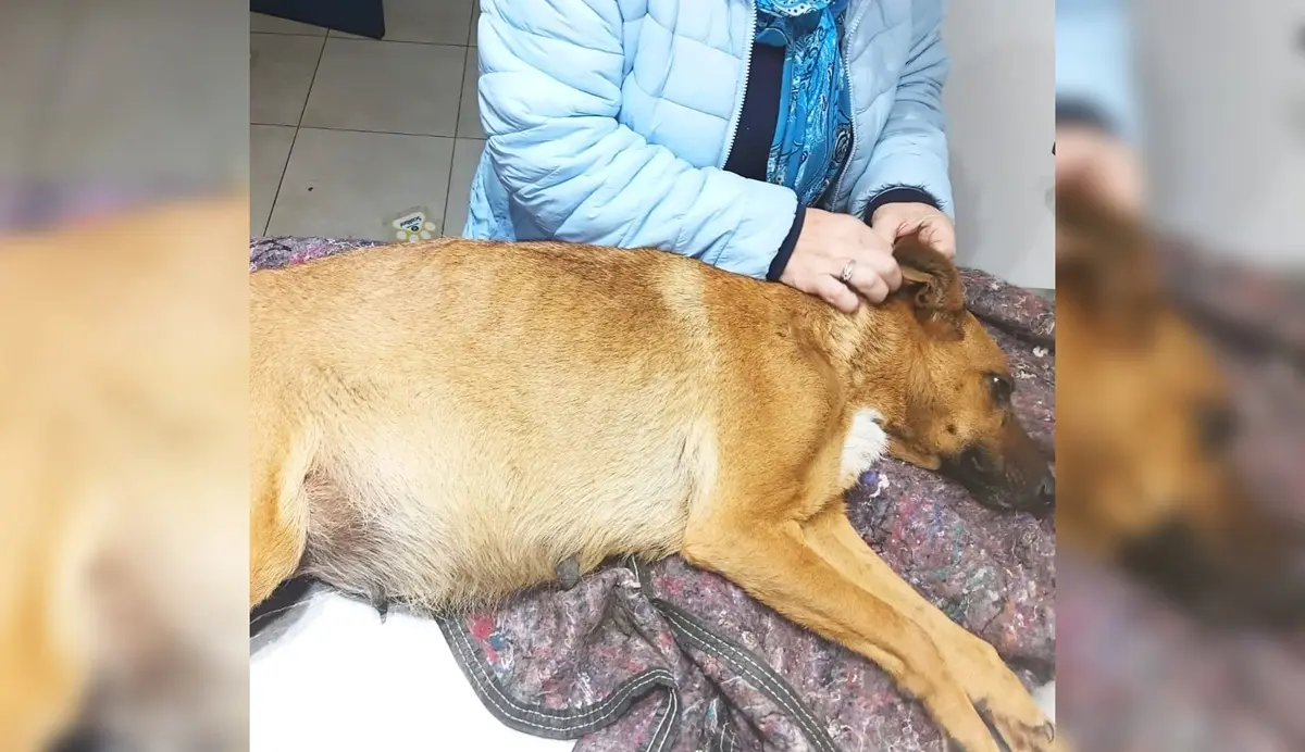 perrita preñada murió junto a sus cachorros - diario el enfoque concordia