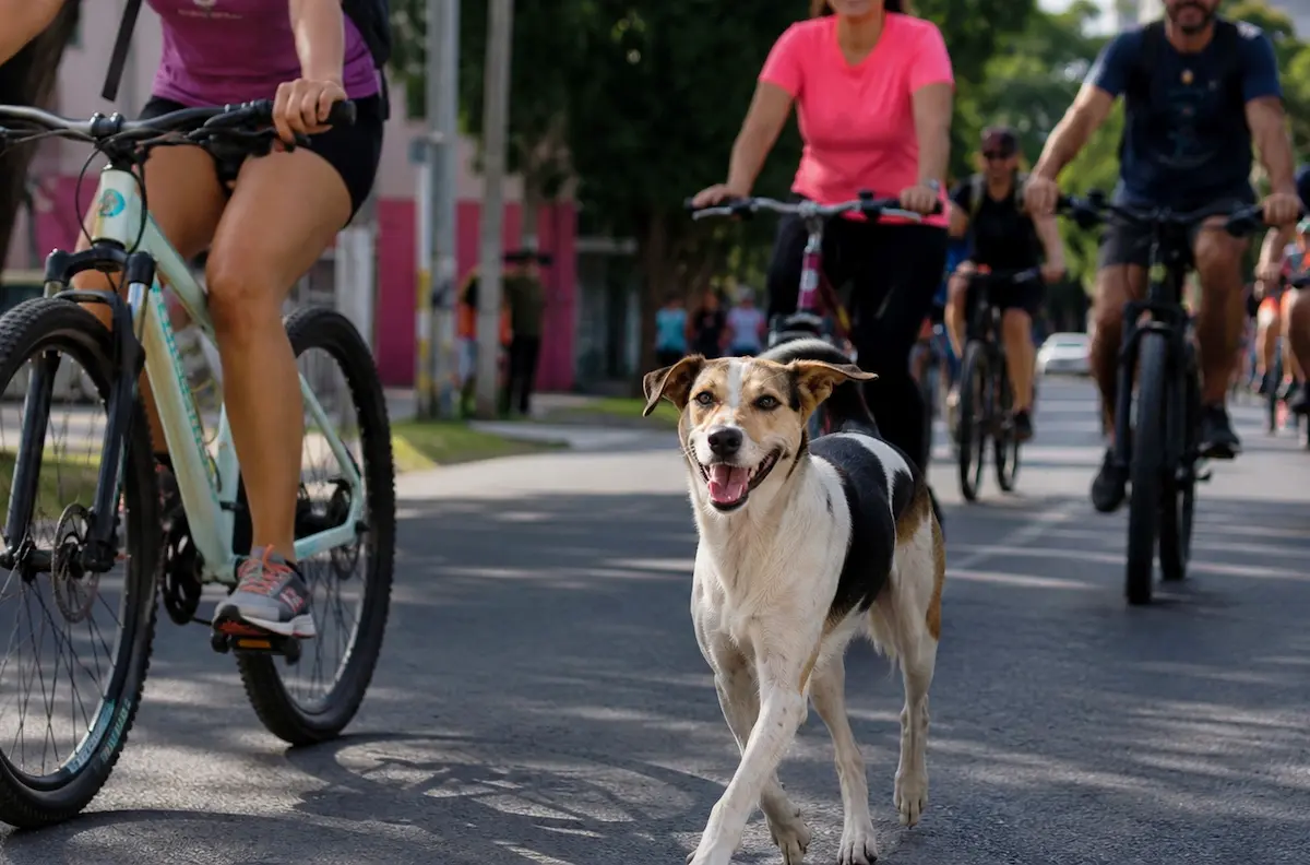 Bicicleteada solidaria - diario el enfoque concordia
