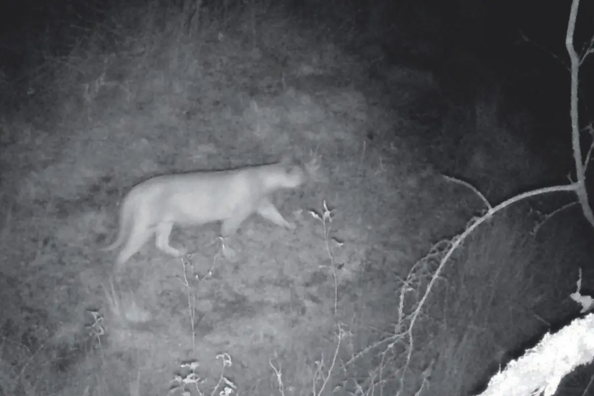 puma en cámara trampa en entre rios - diario el enfoque concordia
