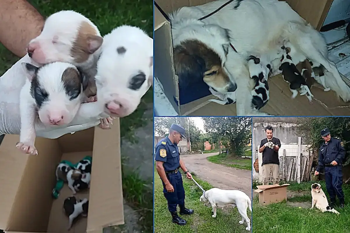 maltrato animal rescatan perra y cachorros - diario el enfoque concordia